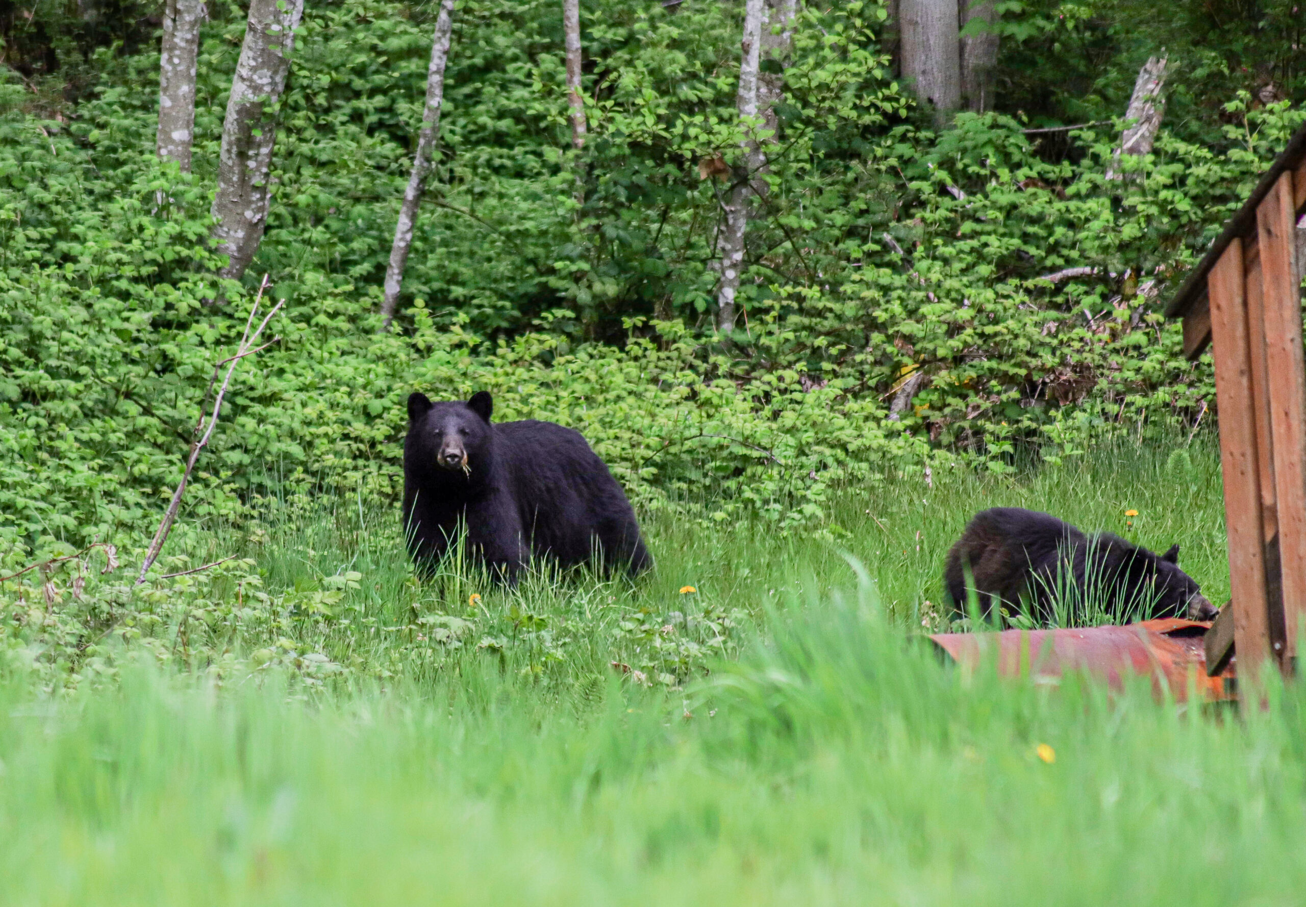 Black Bear