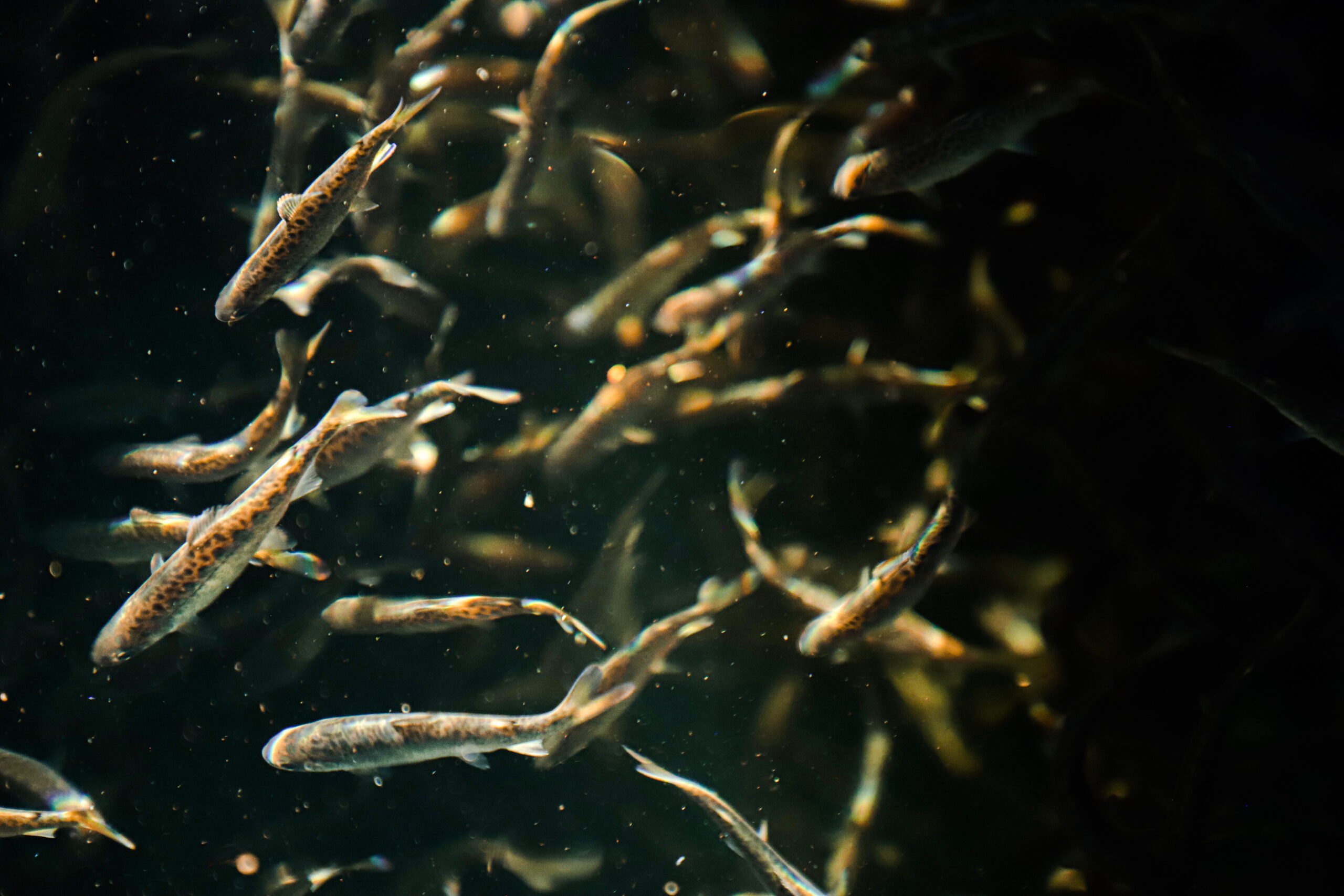 Chinook Salmon Fry