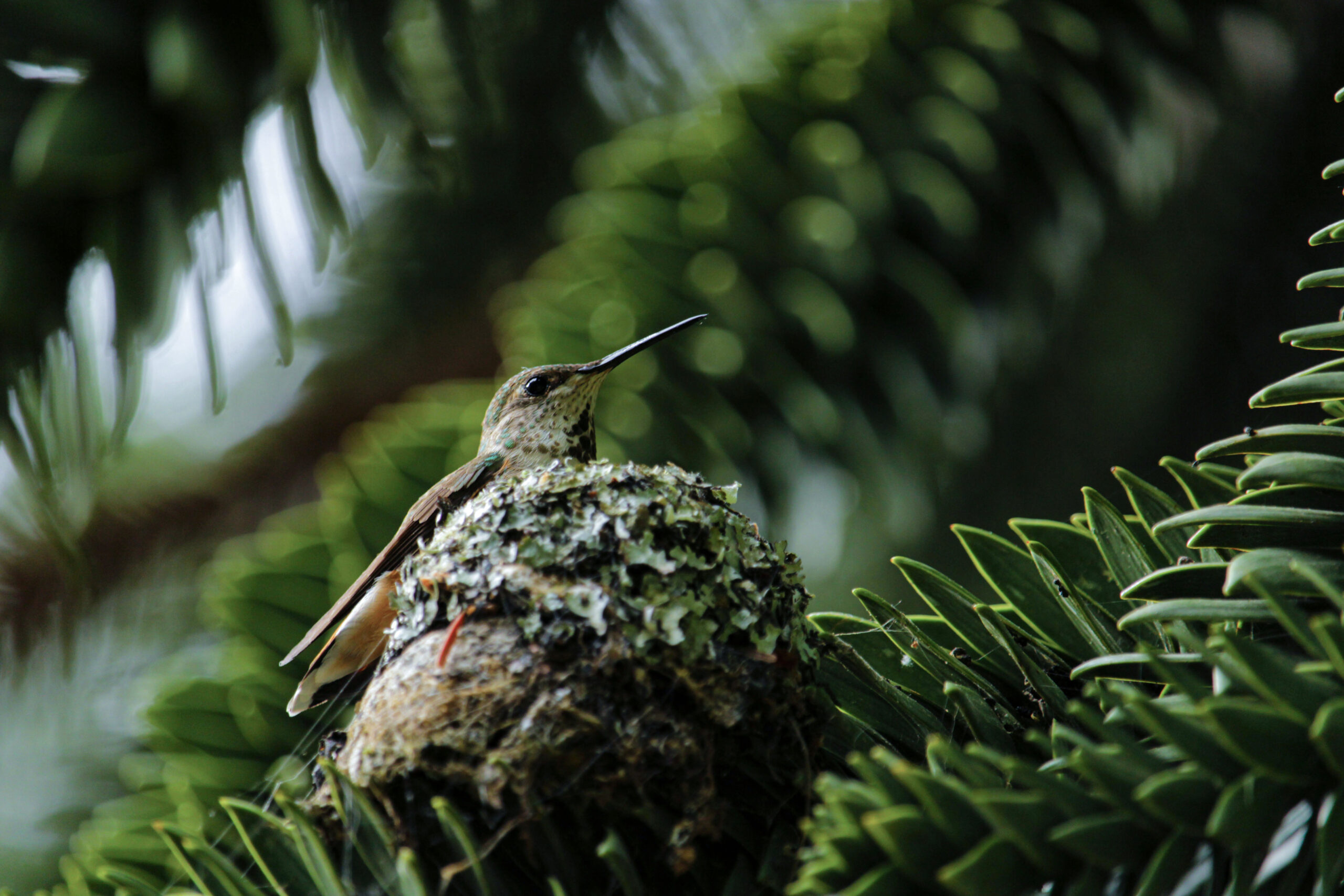 Rufous Hummingbird