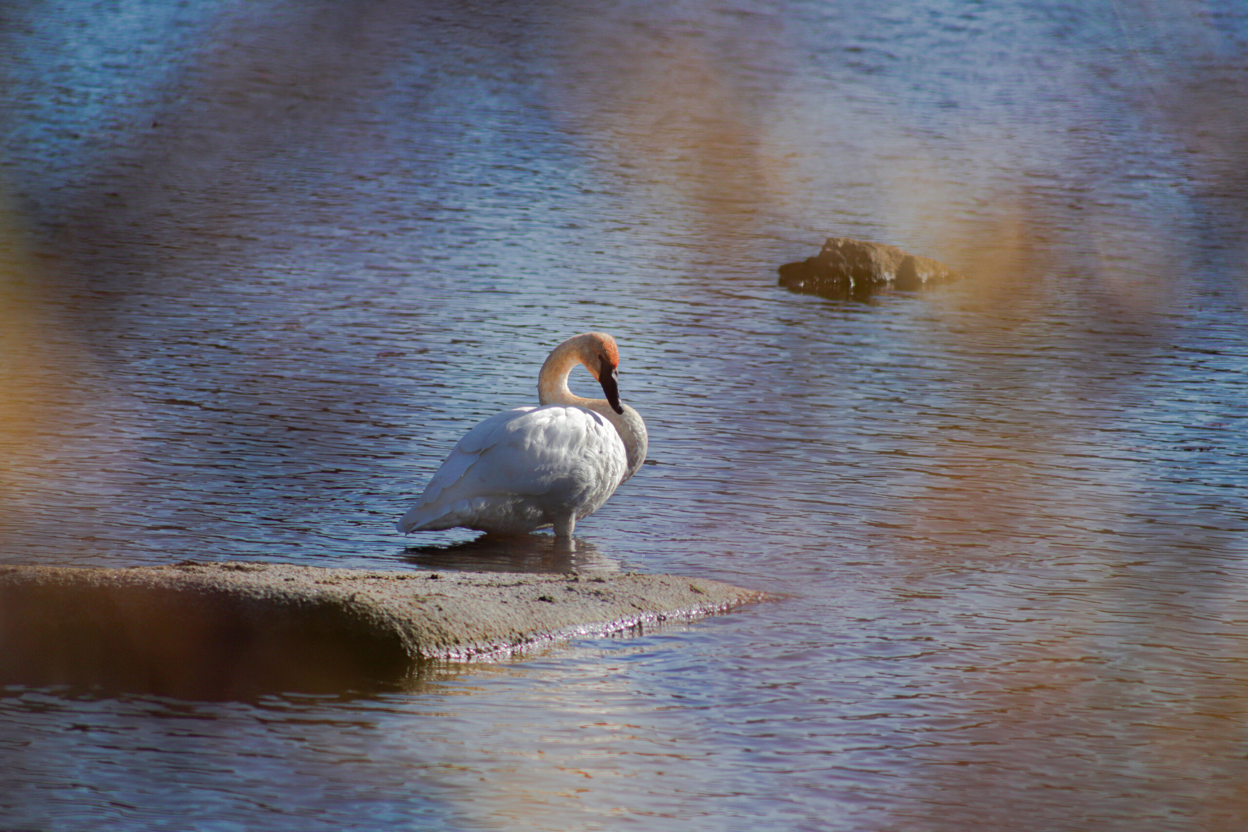 Trumpeter Swan