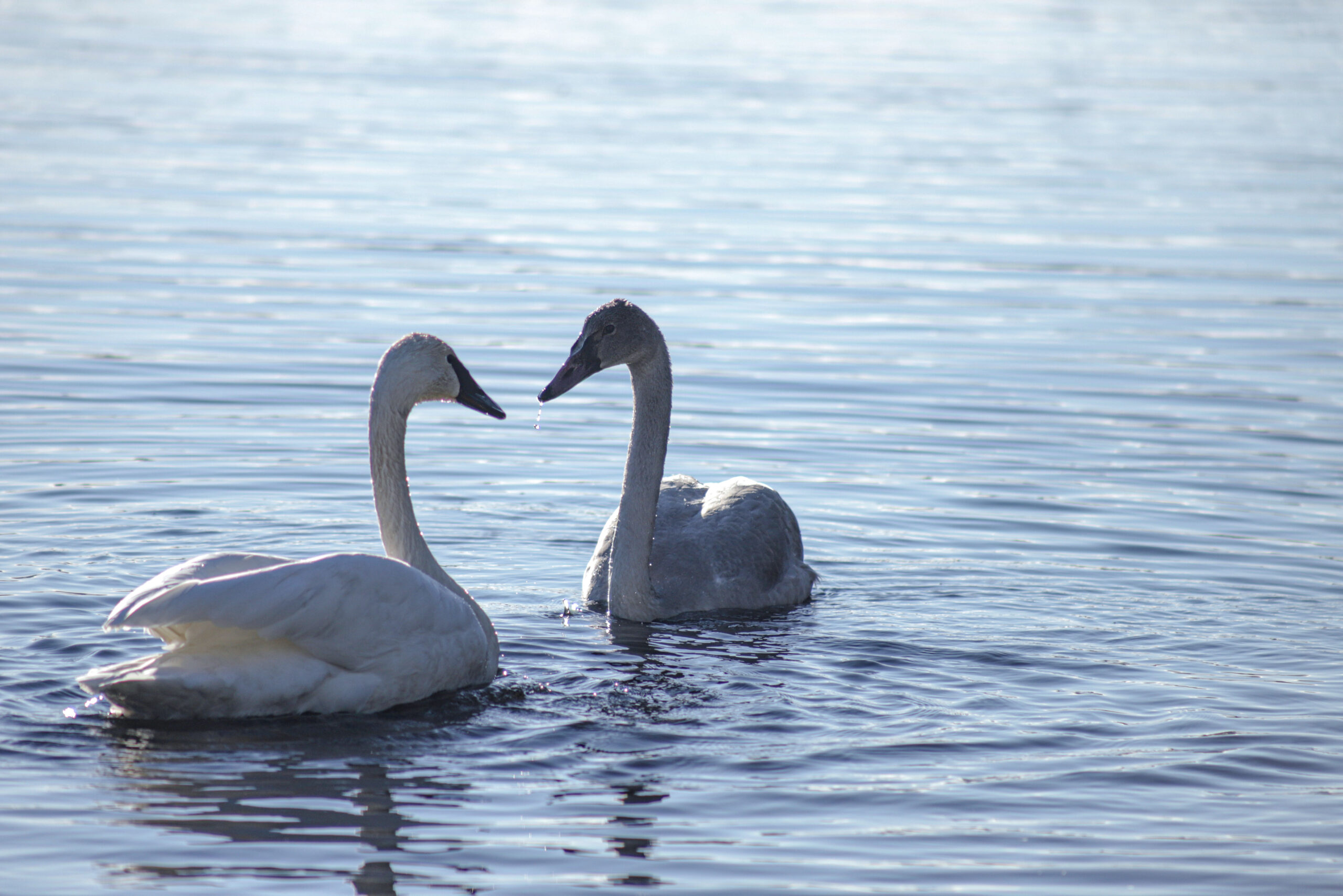 Trumpeter Swans