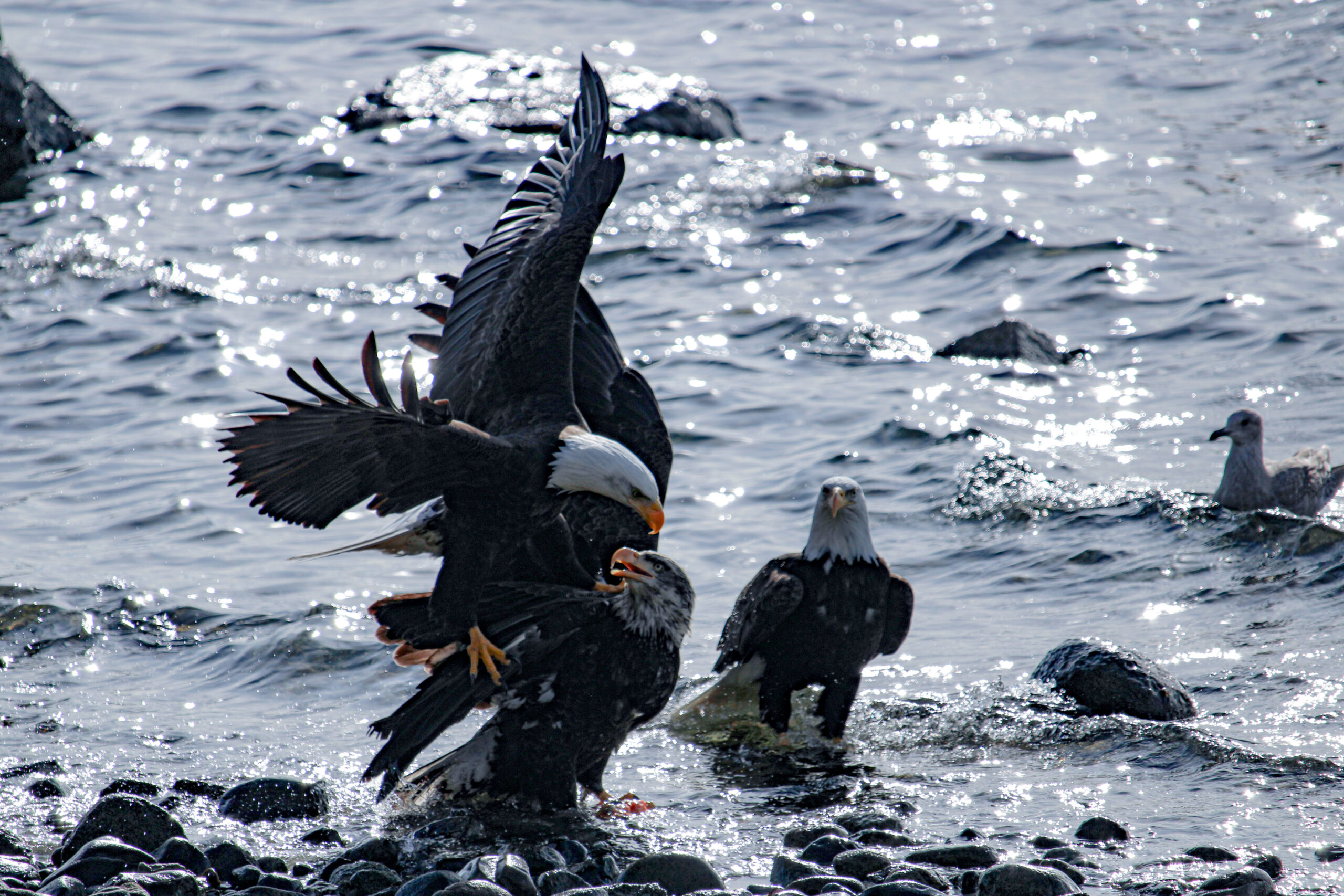Bald Eagle