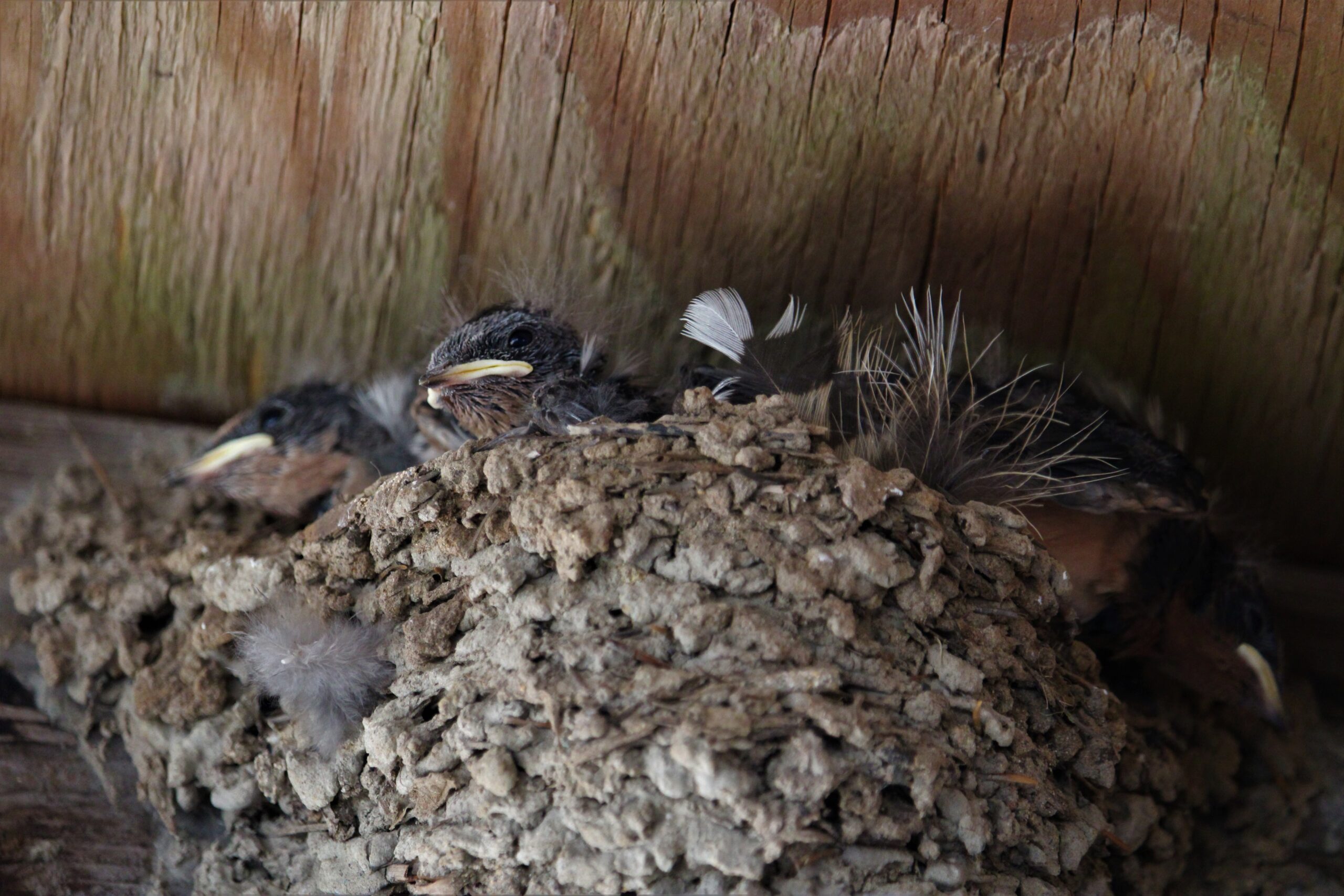 Barn Swallows