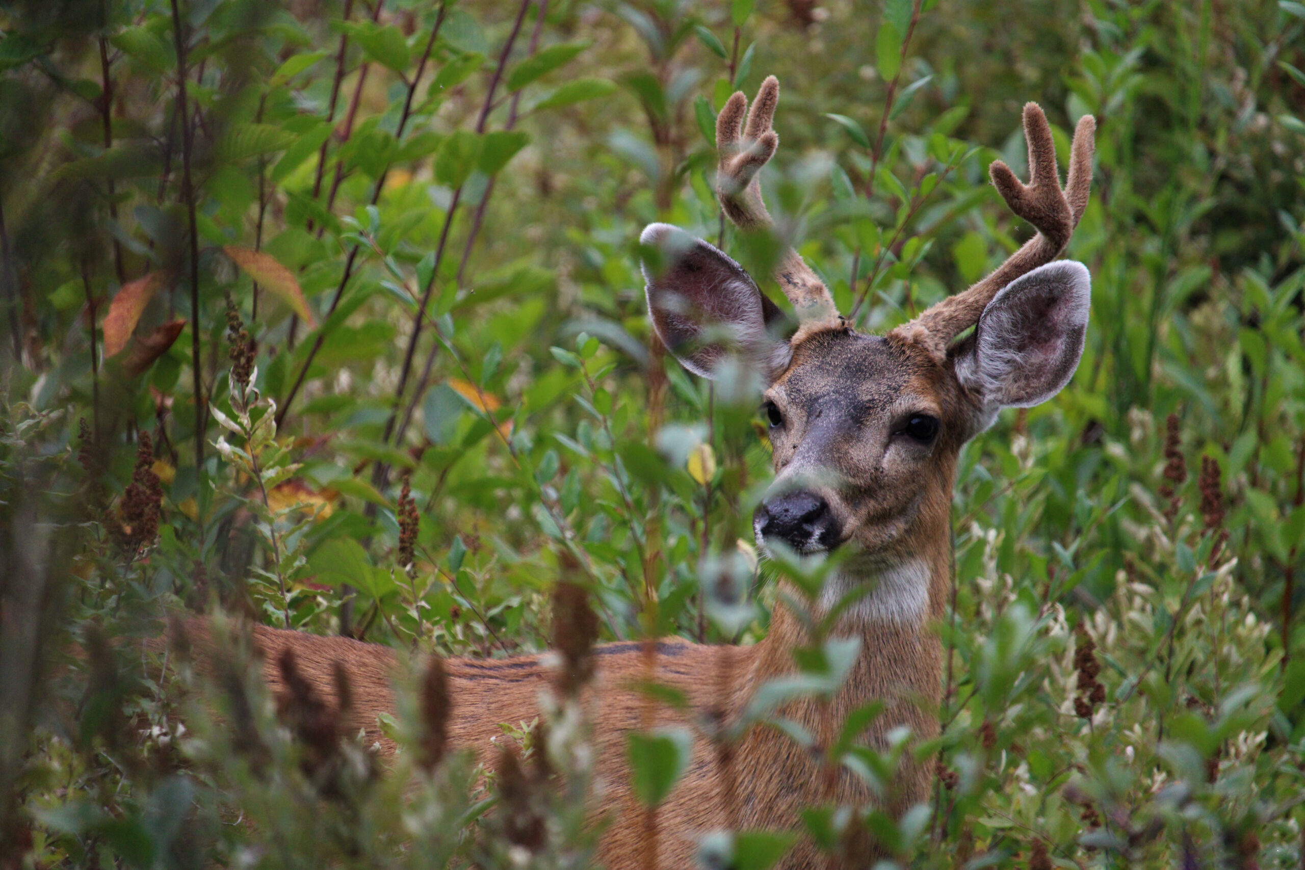 Black-Tailed Deer