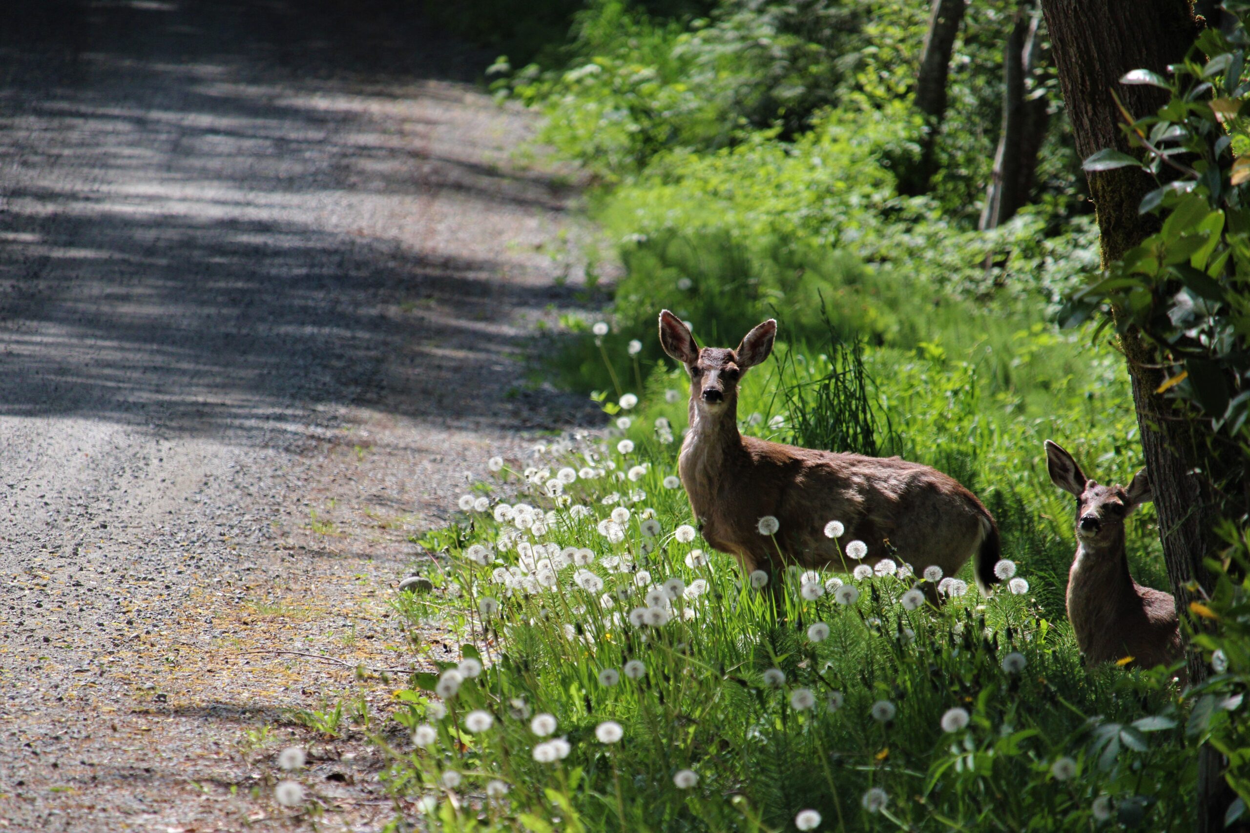 young Black-Tailed Deer