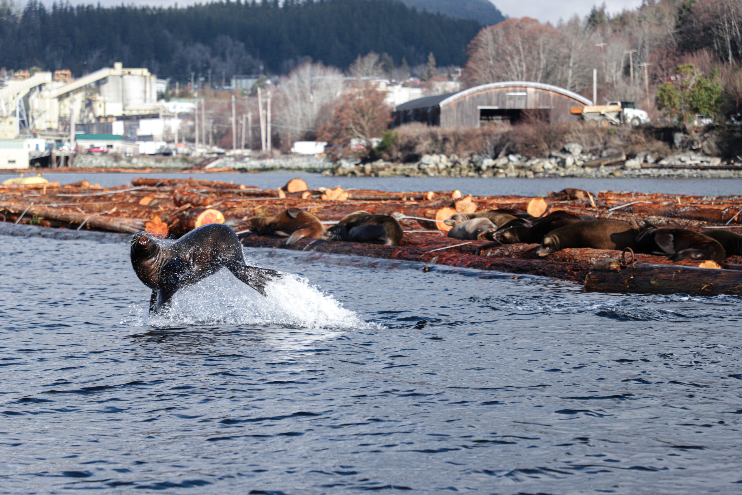 California Sea Lion