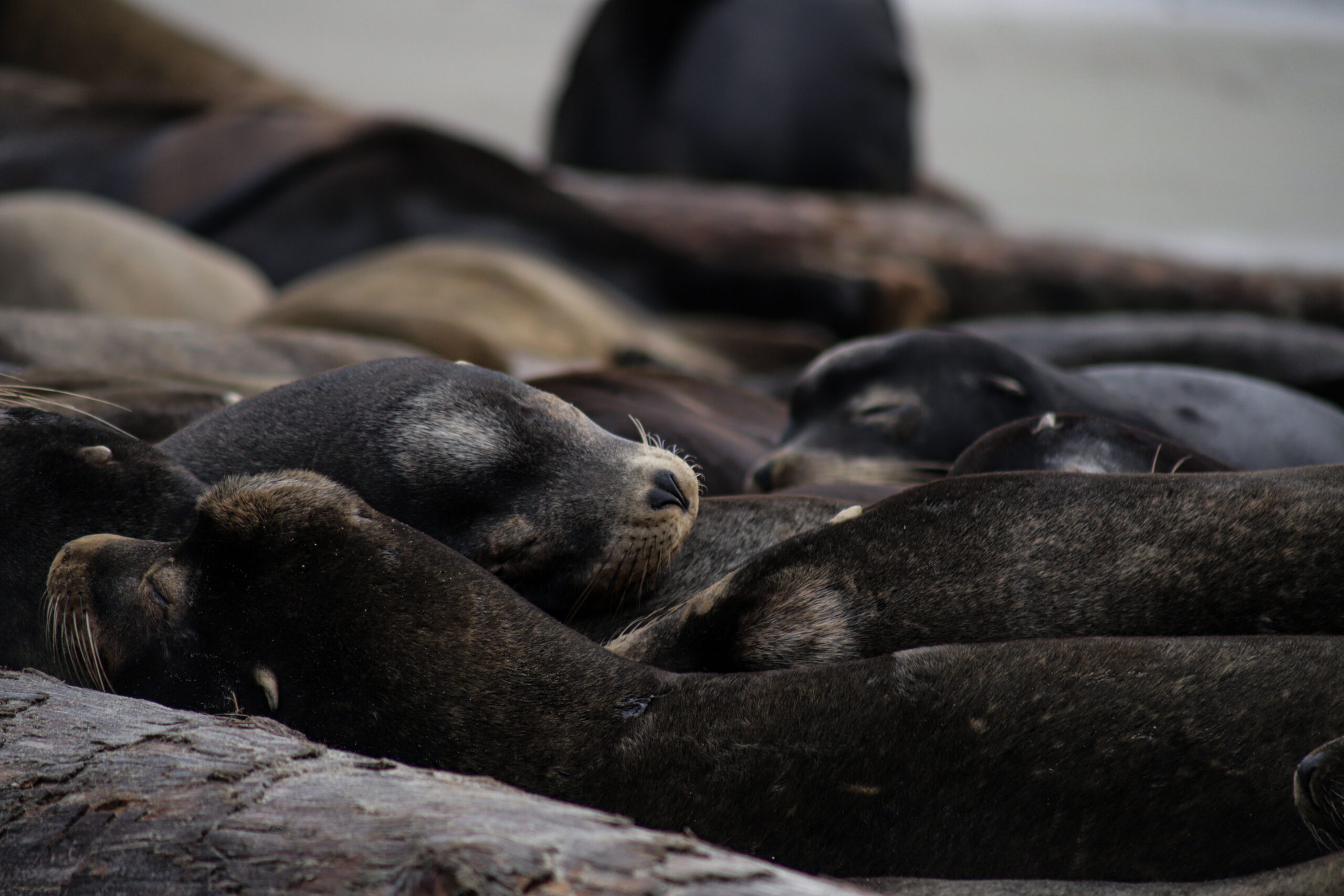 California Sea Lions