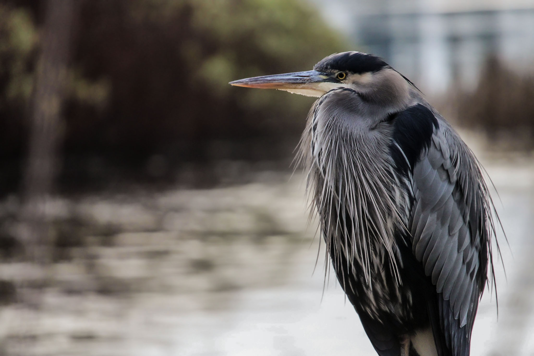 Great Blue Heron