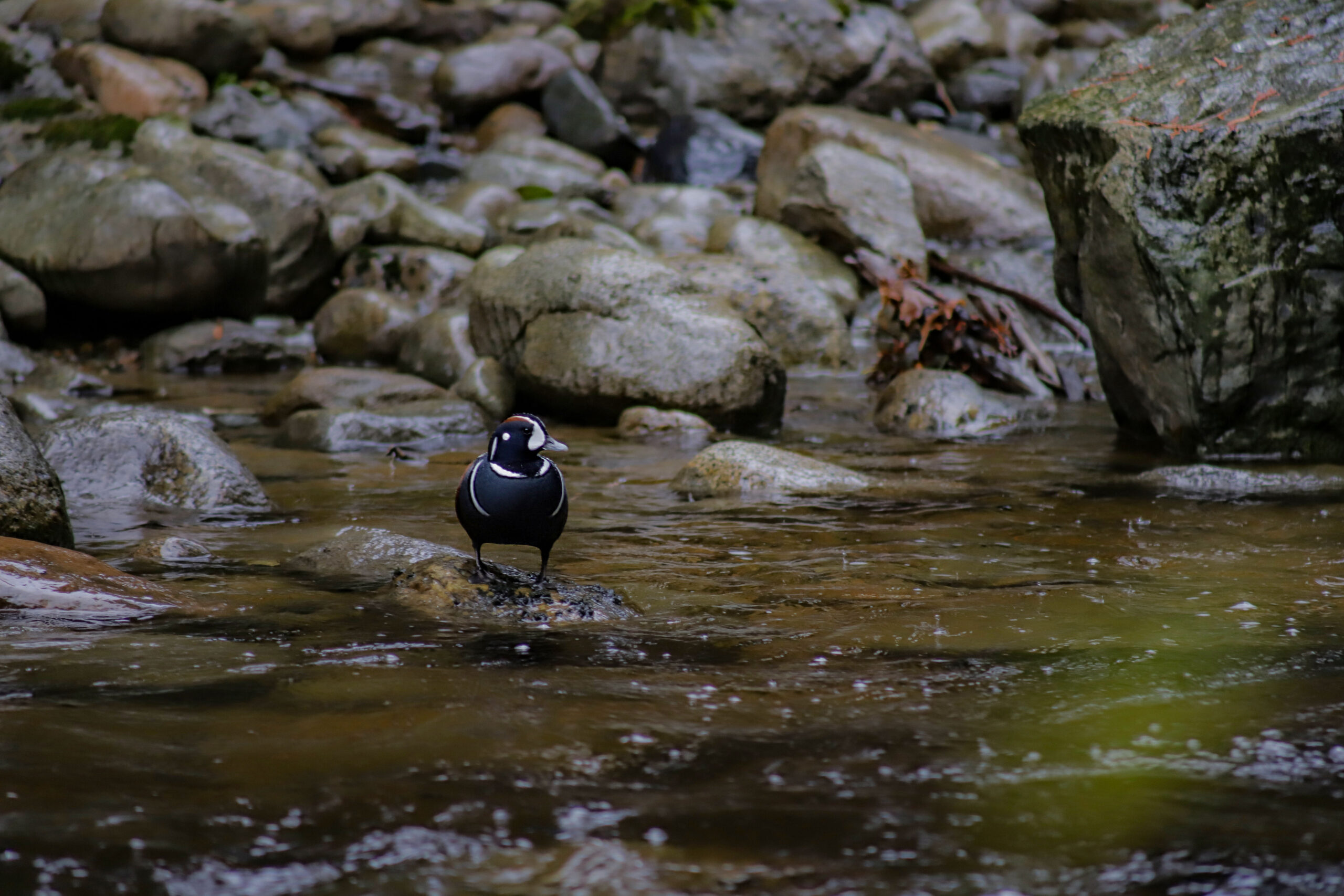Harlequin Duck