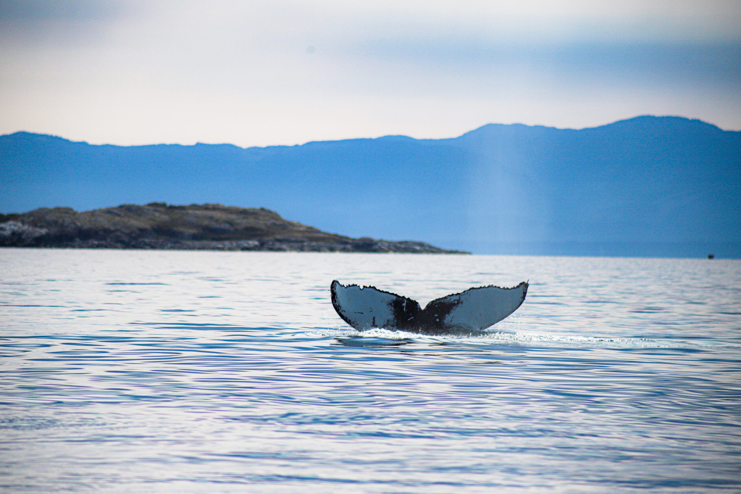 Humpback Whale