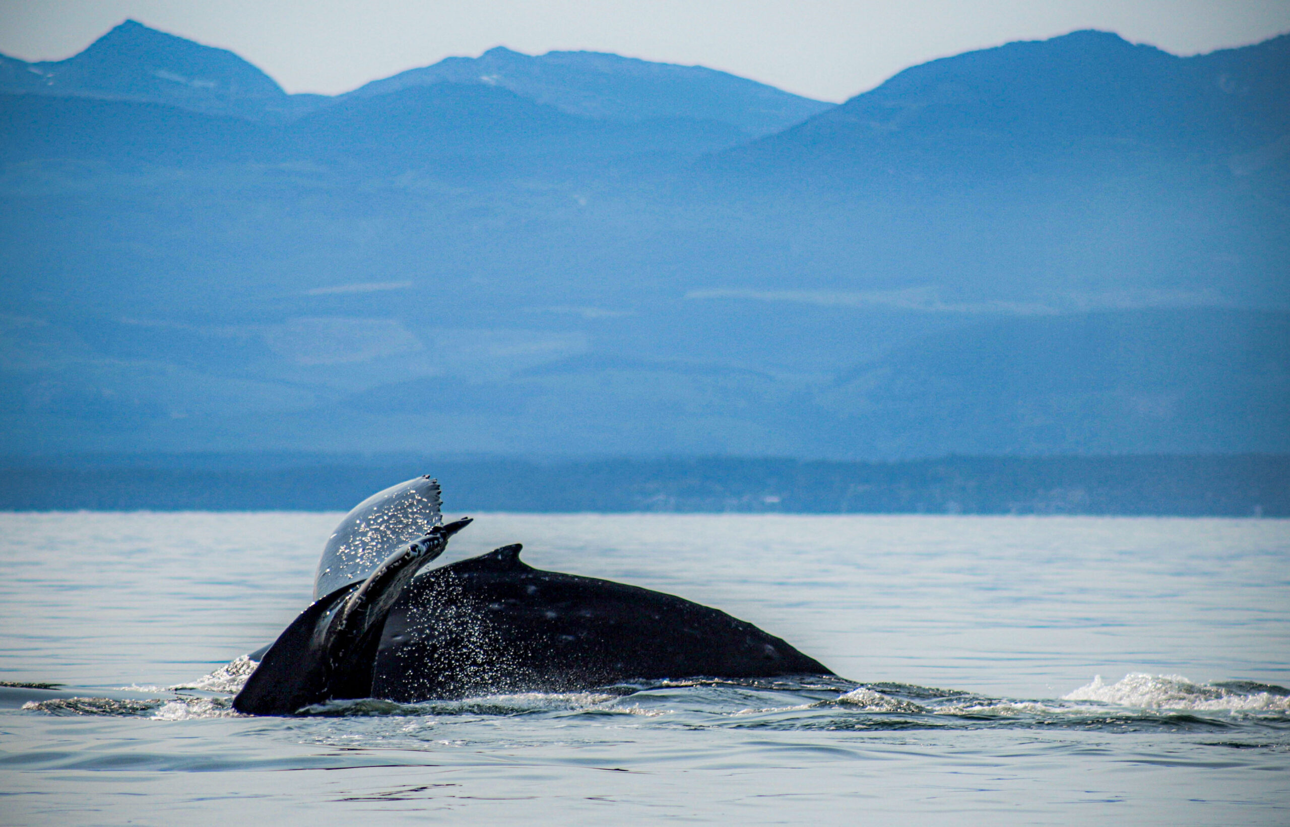 Humpback Whales