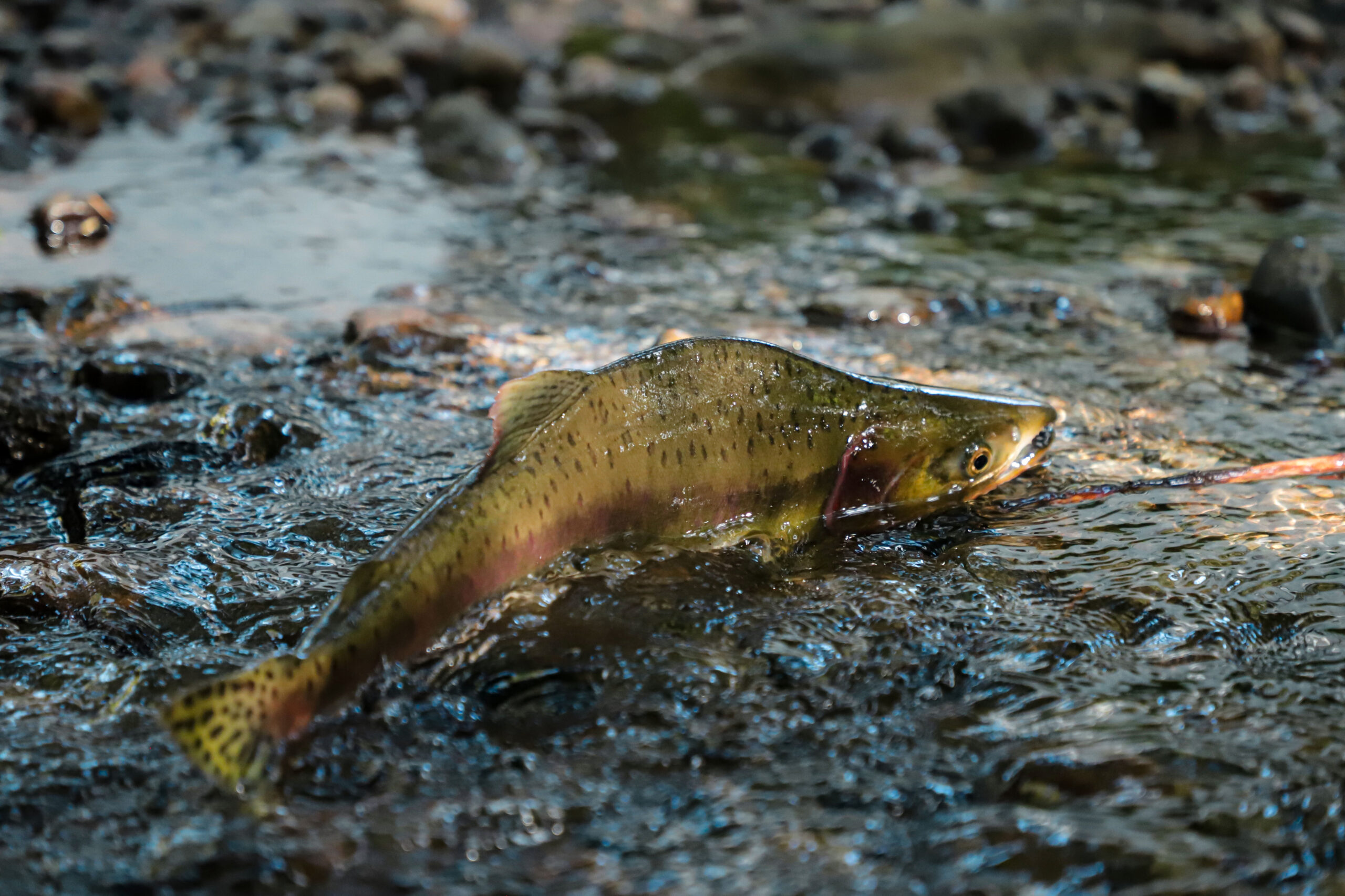 Pink Salmon