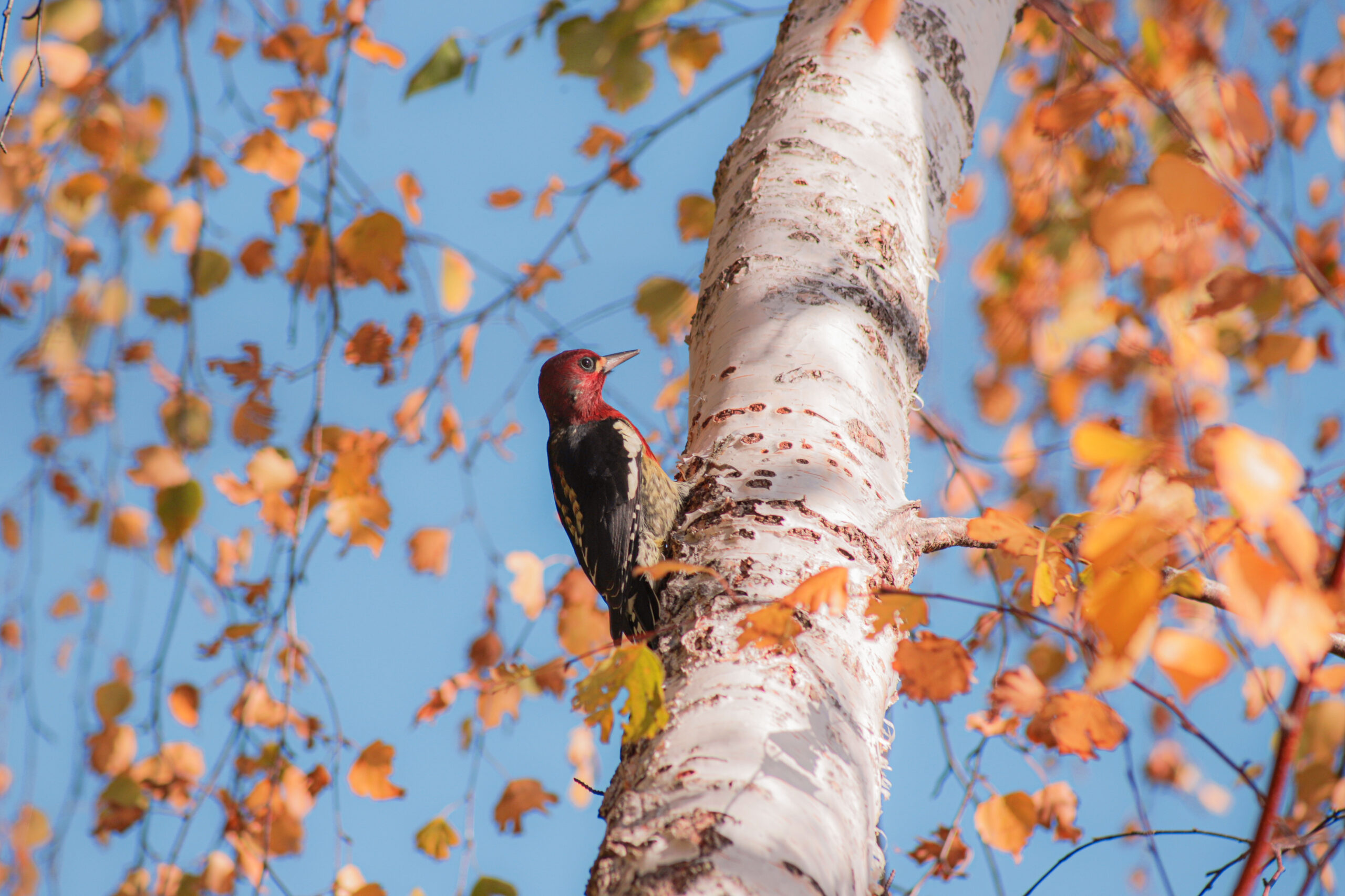 Red-Breasted Sapsucker