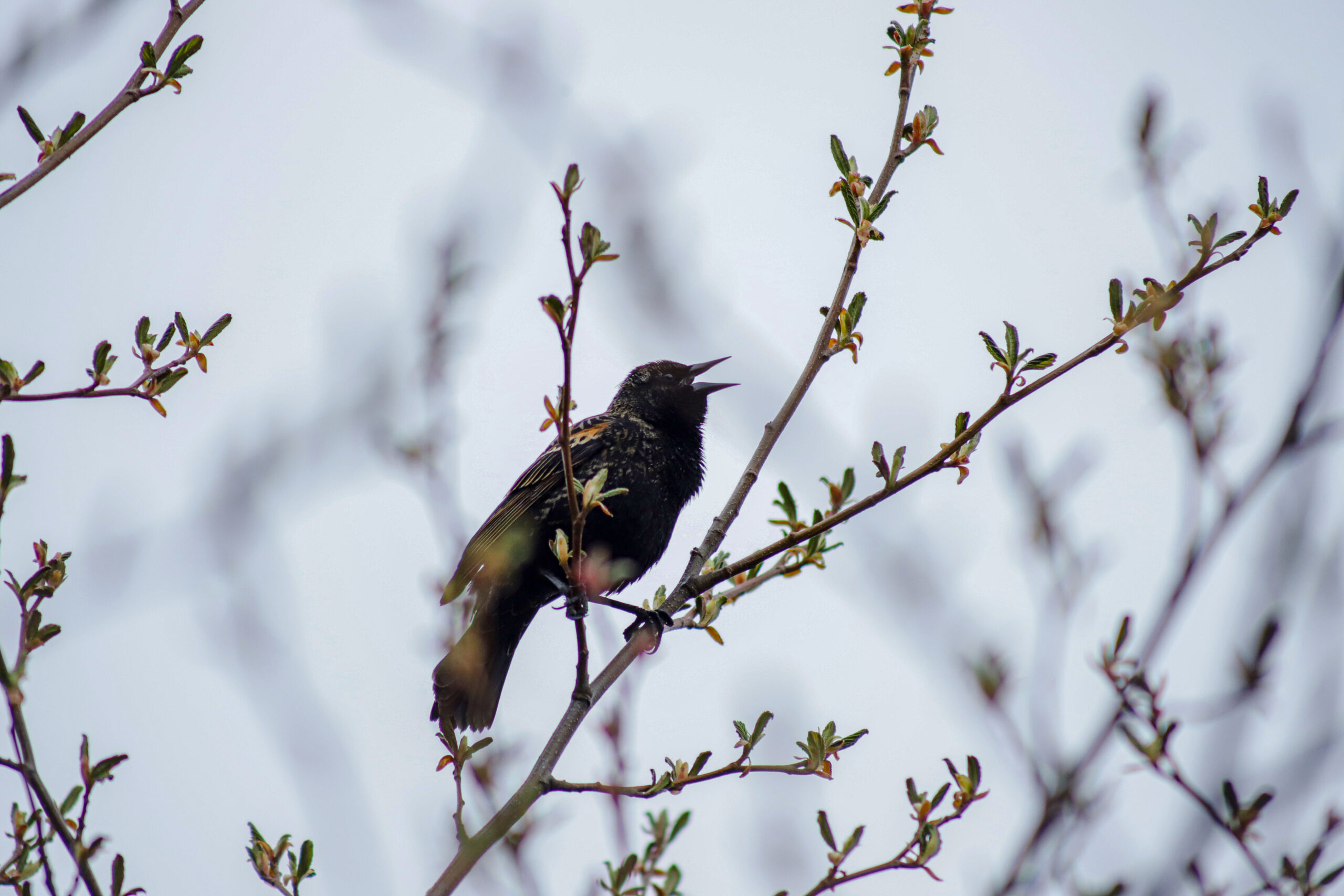 Red-Winged Blackbird
