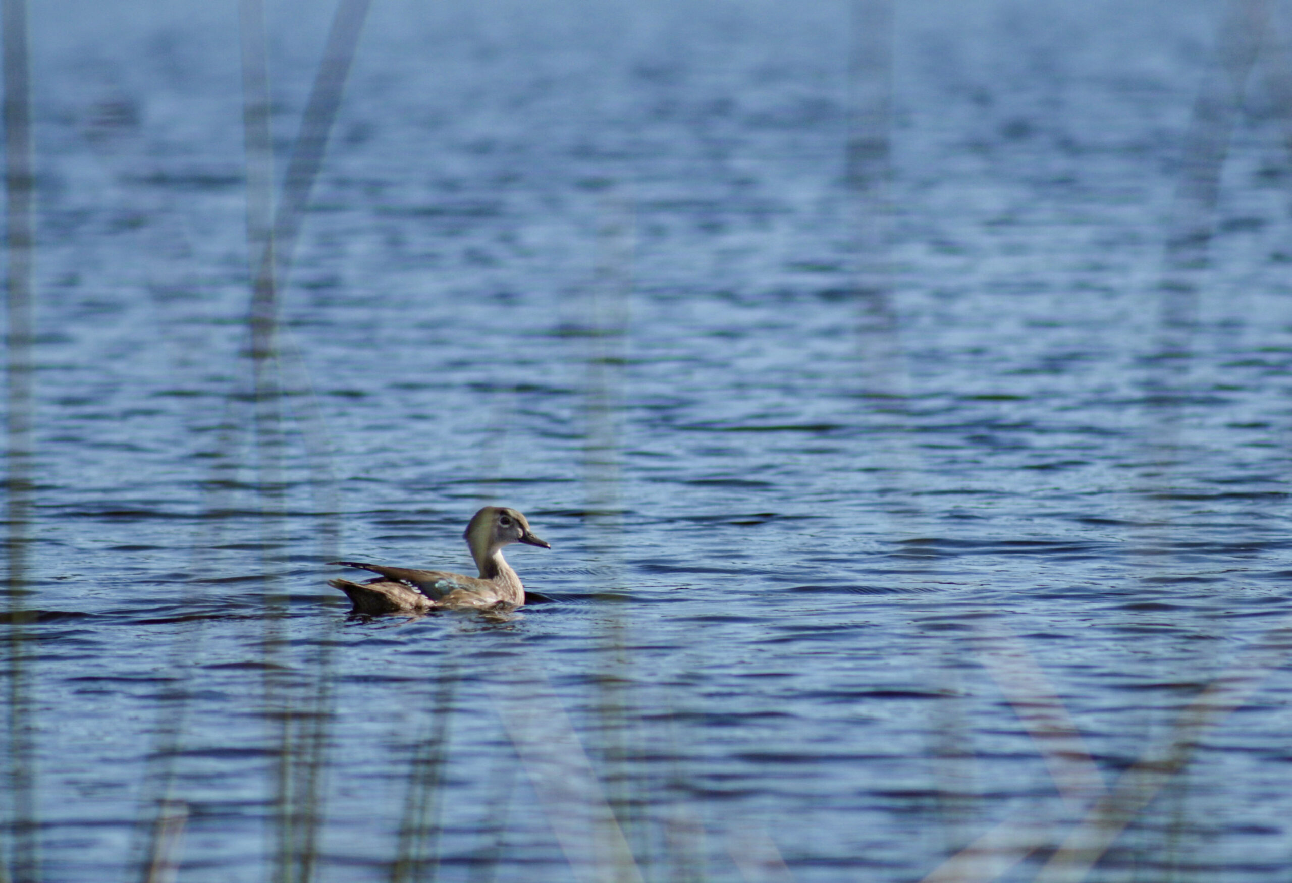 Wood Duck