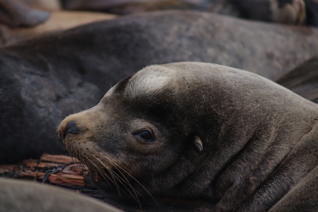 California Sea lions can also be found at Race Rocks. (Abby Francis Photo)