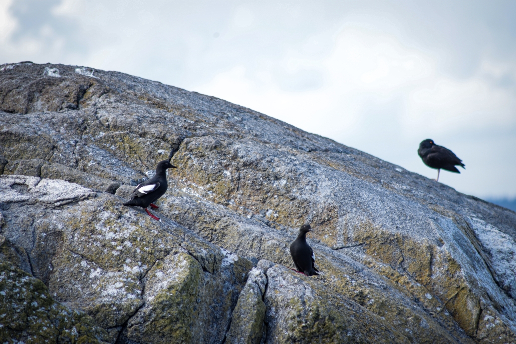 Pigeon Guillemots at Race Rocks. (Abby Francis Photo)