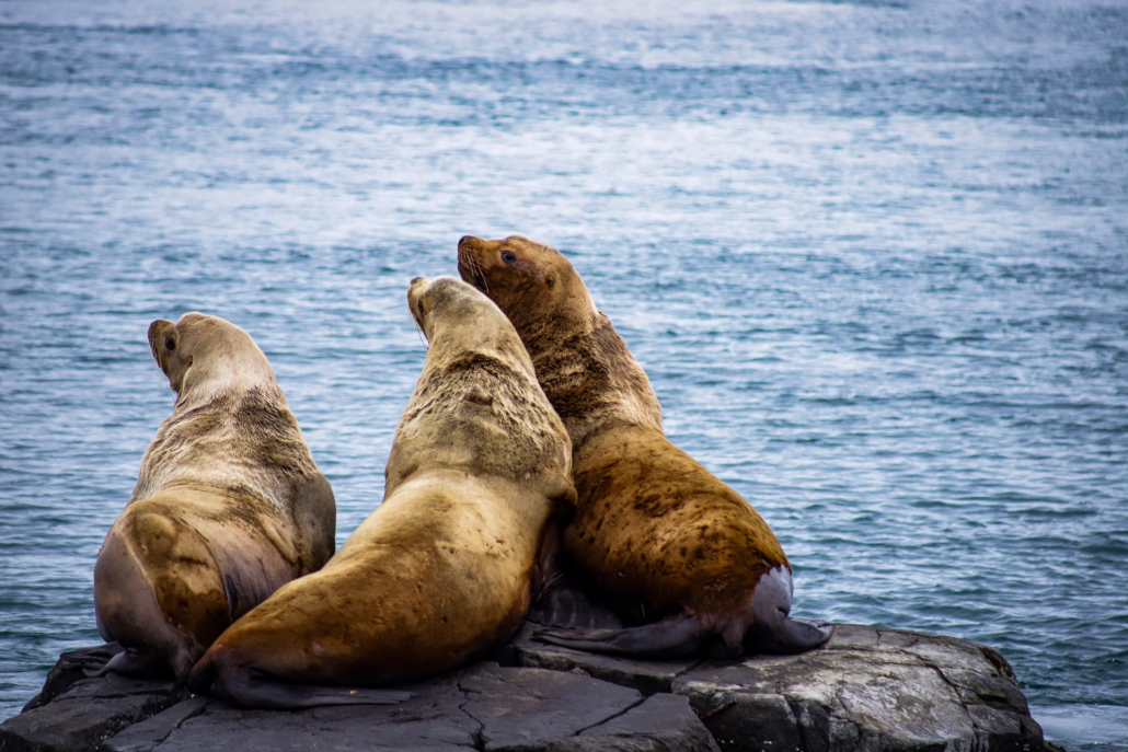 Stellar Sea lions can be found lounging around Race Rocks (Abby Francis Photo)