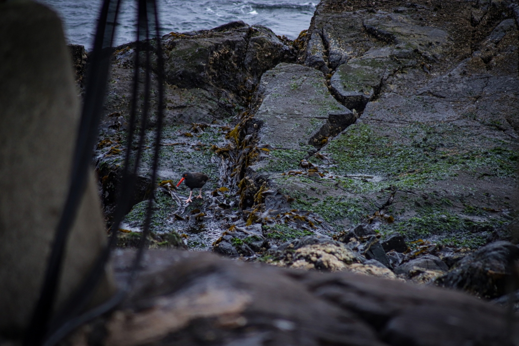 Black Oyster Catchers (A.K.A Derek Sterling's favourite bird) are seen near the waters of the main island. (Abby Francis Photo)