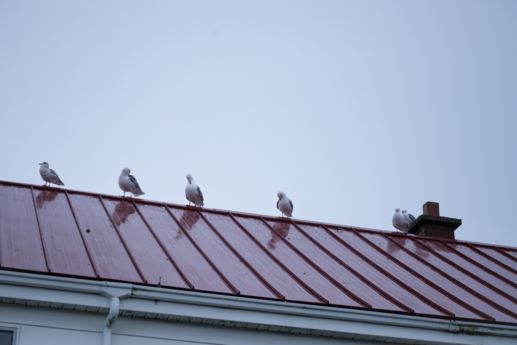 Hundreds of seagulls, like these are all over Race Rocks. (Abby Francis Photo)