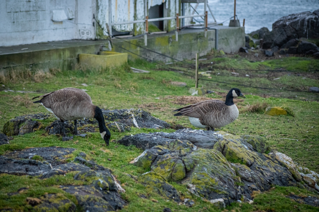 That's right, Canadian Geese love Race Rocks too. (Abby Francis Photo)