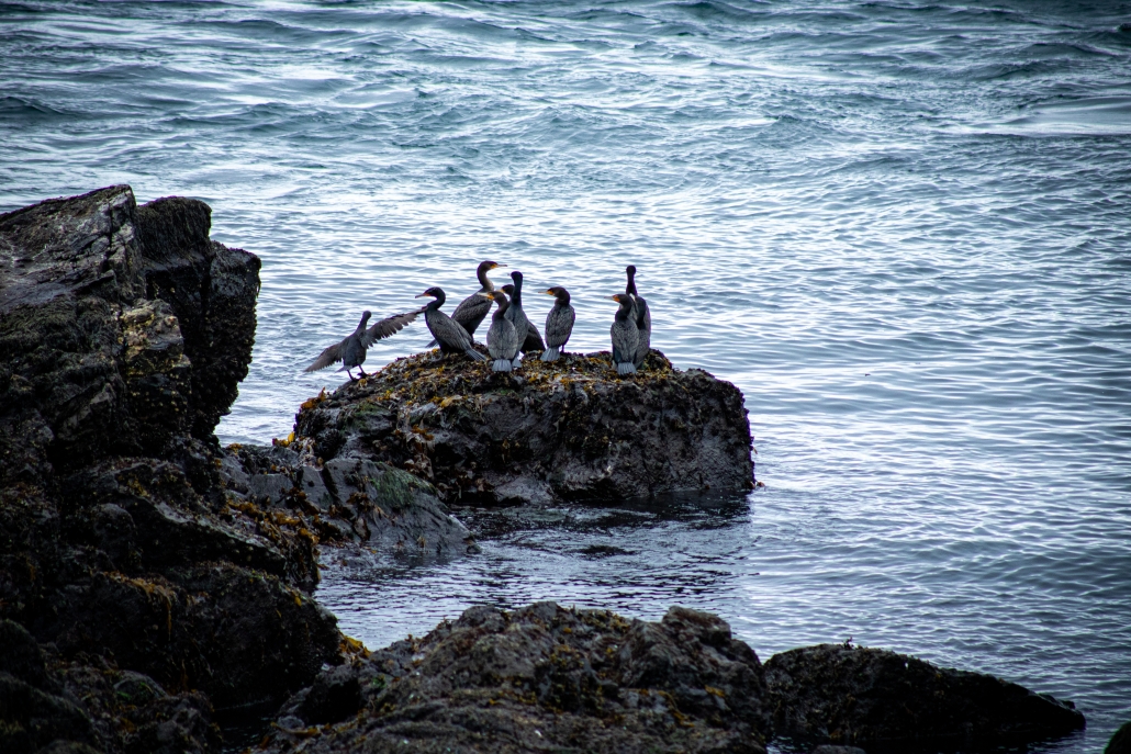 Cormorants, like these Double-crested cormorants can be found all around the ecological reserve. (Abby Francis Photo)
