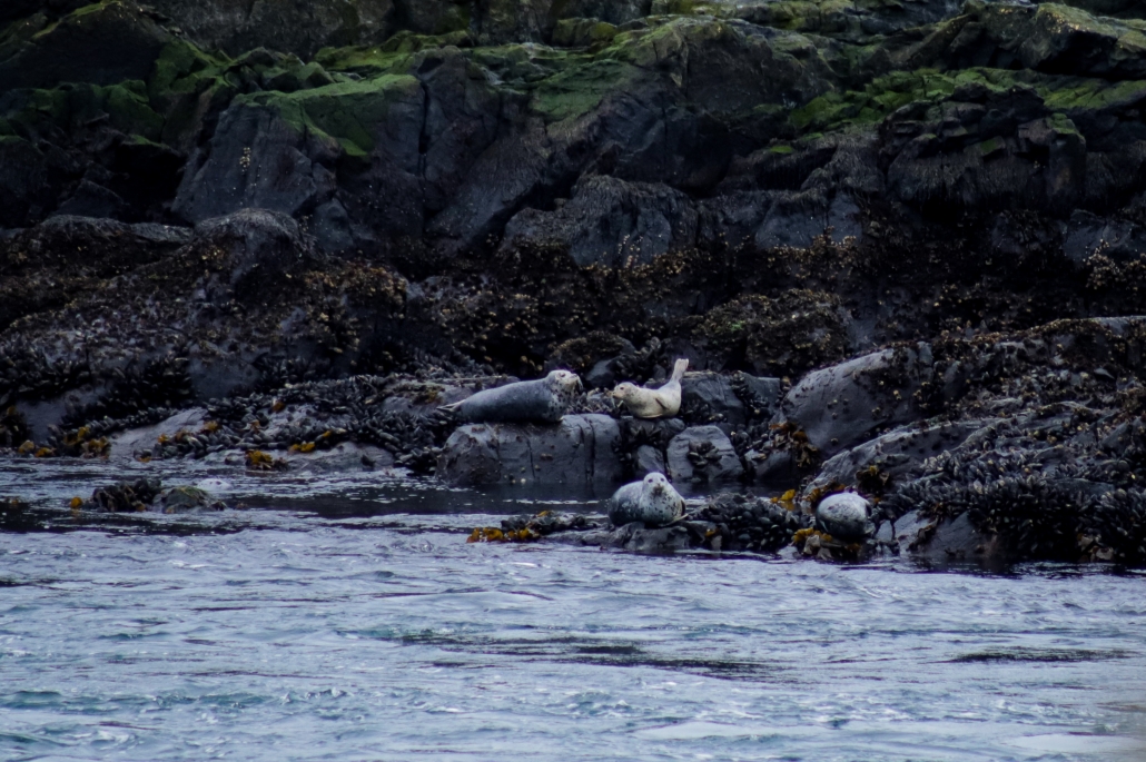 Harbour seals like these, are at Race Rocks too. (Abby Francis Photo)