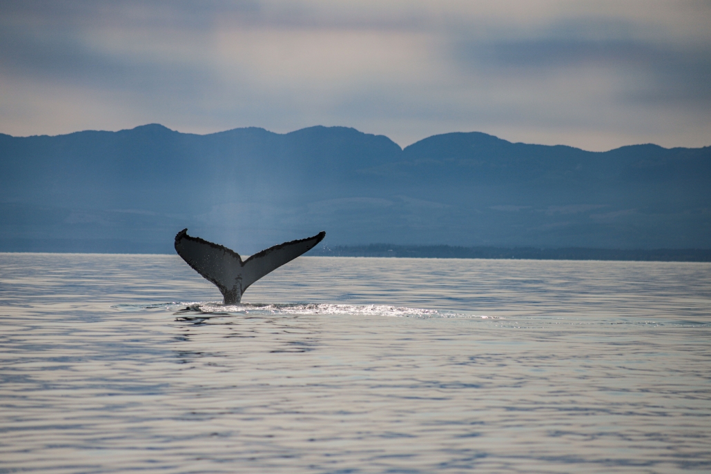 Although not taken at Race Rocks, Humpback whales (Above), Transient Orcas, grey whales, and other large mammals pass through the ecological reserve. (Abby Francis Photo)