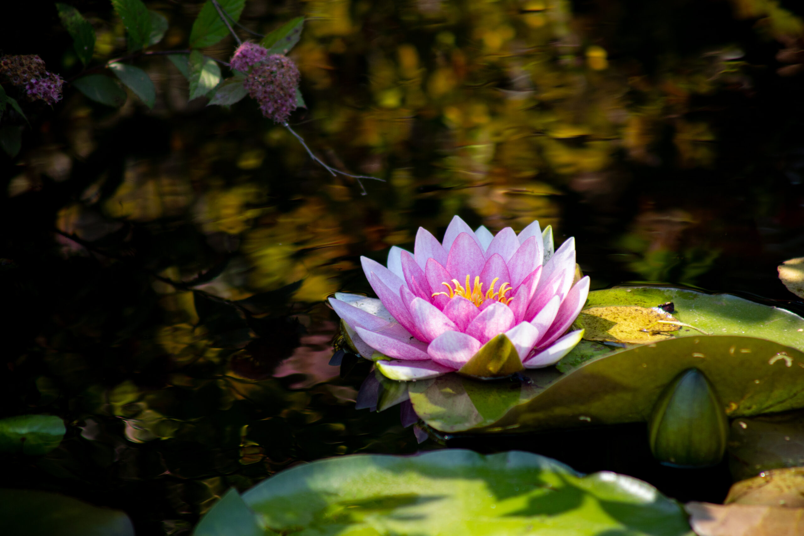 Pink Water Lily