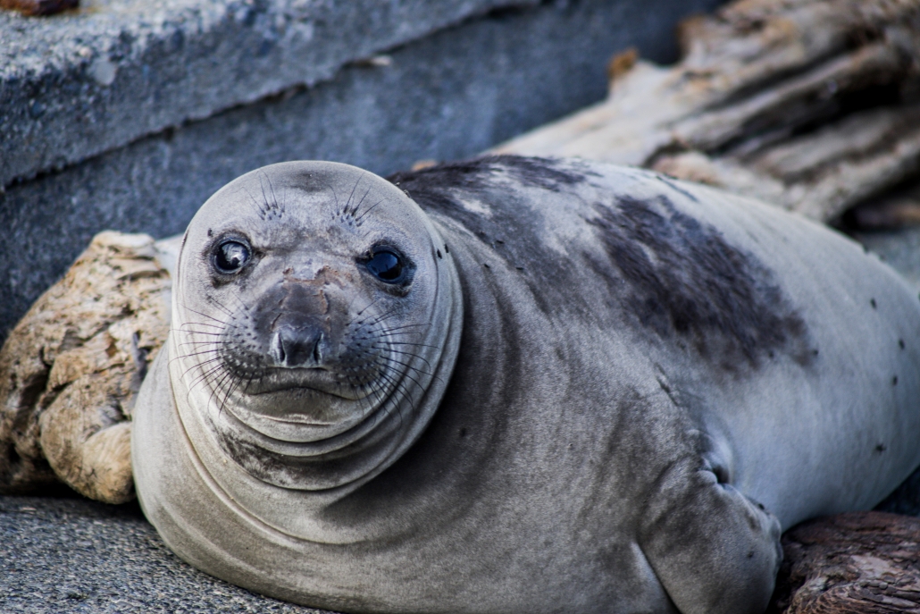 Northern Elephant Seals, like this young one migrate to rocks to give birth. (Abby Francis Photo)