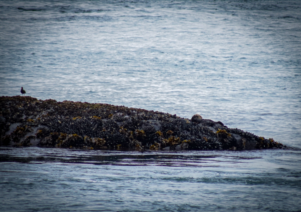 Ollie the sea otter resting on a rock. (Abby Francis Photo)
