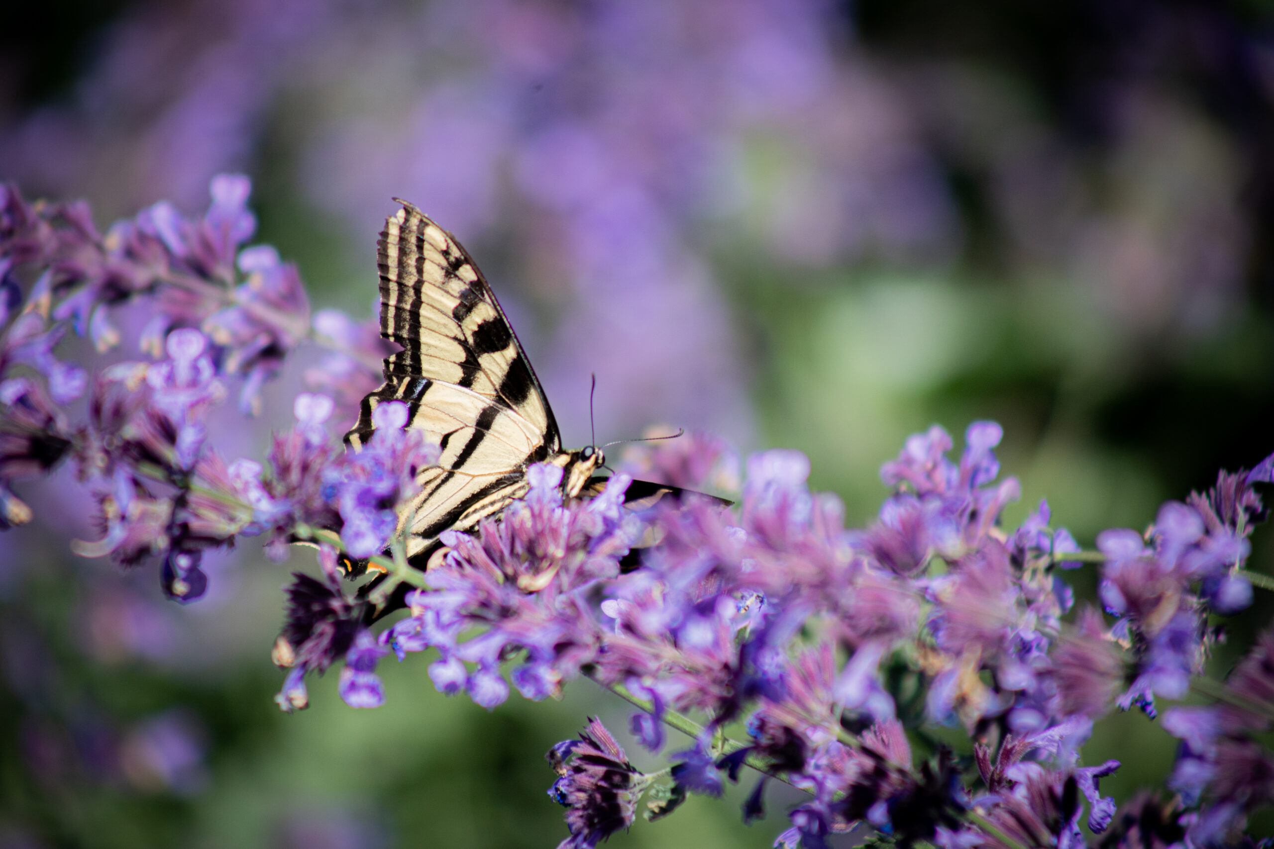 Yellow Swallow-Tail Butterfly