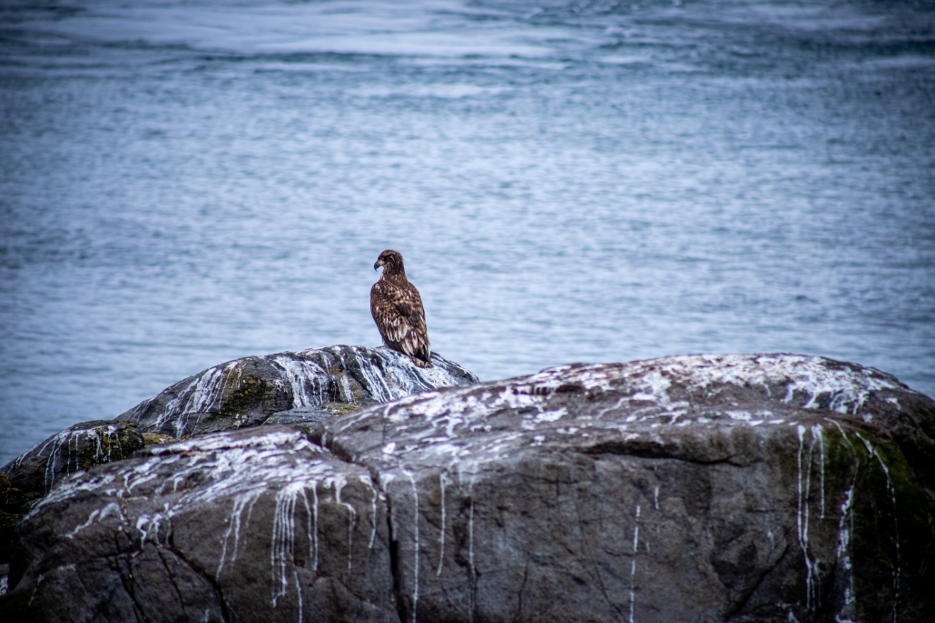 Bald Eagles, such as this young one come to Race Rocks for the plenty of fish and unlucky gulls. (Abby Francis Photo)