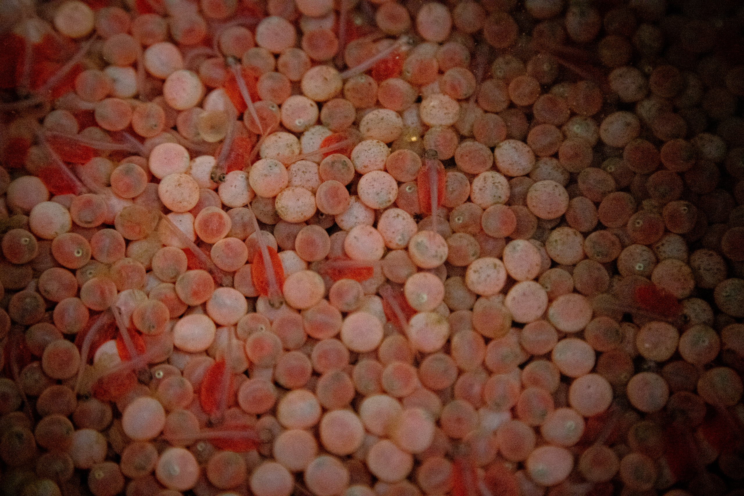 Coho-alevin-hatching-abby-francis-photo-scaled