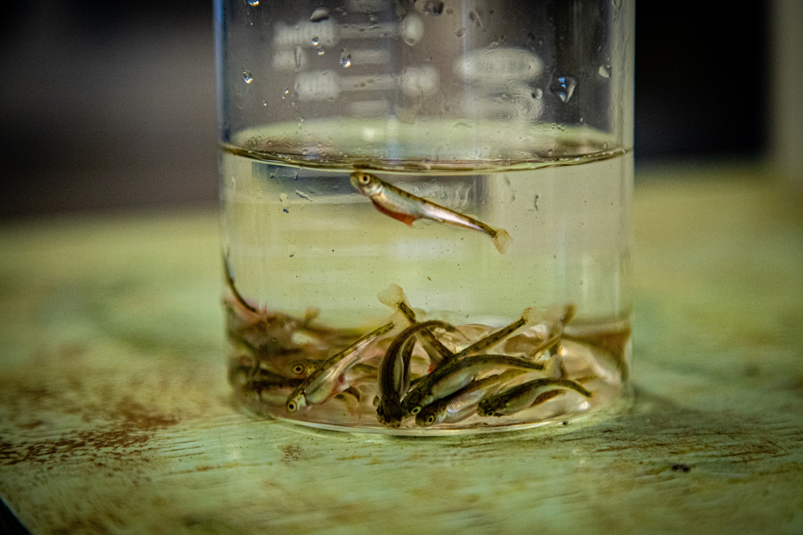 chum-alevin-abby-francis-photo-1-scaled