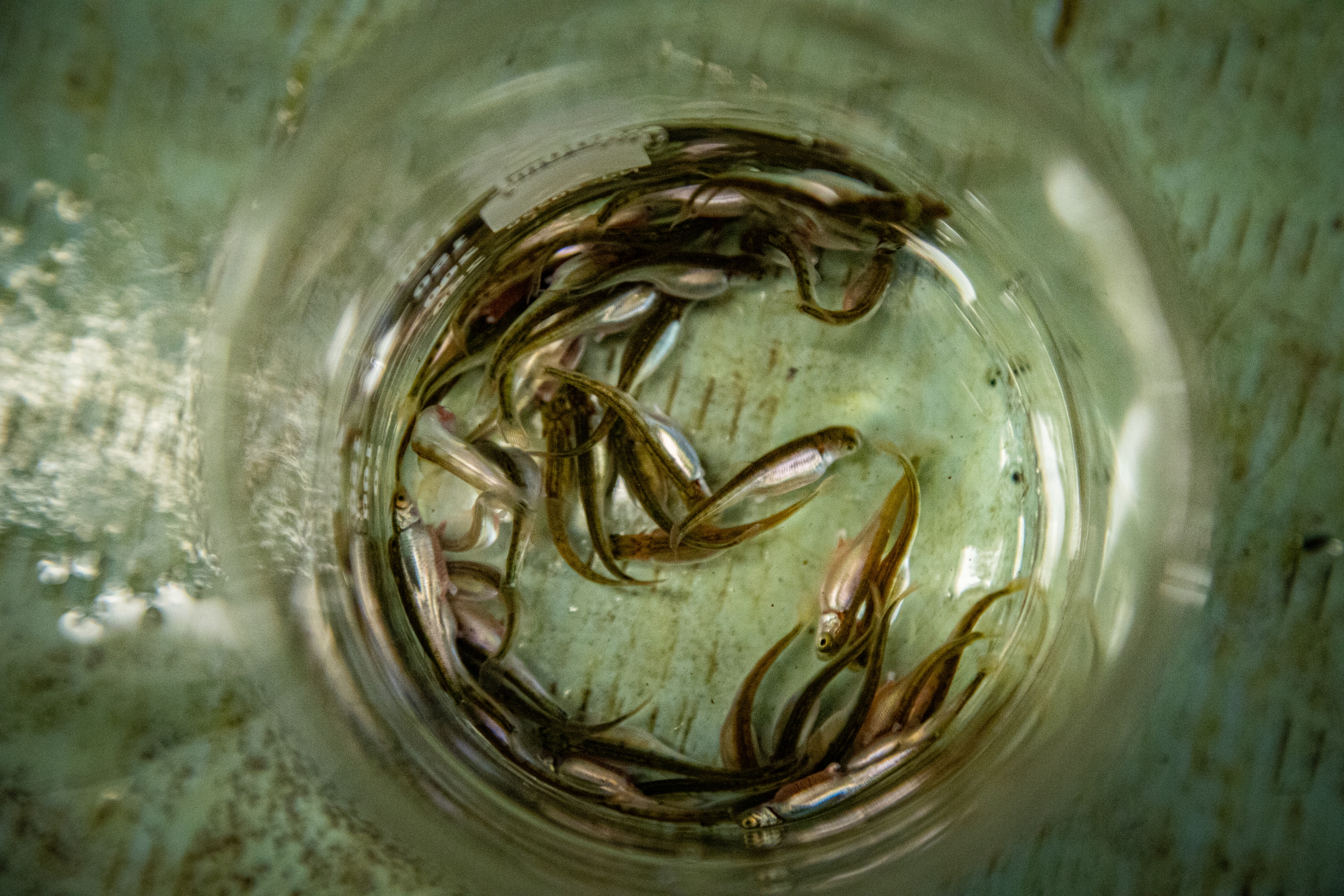 chum-salmon-alevin-abby-francis-photo-scaled