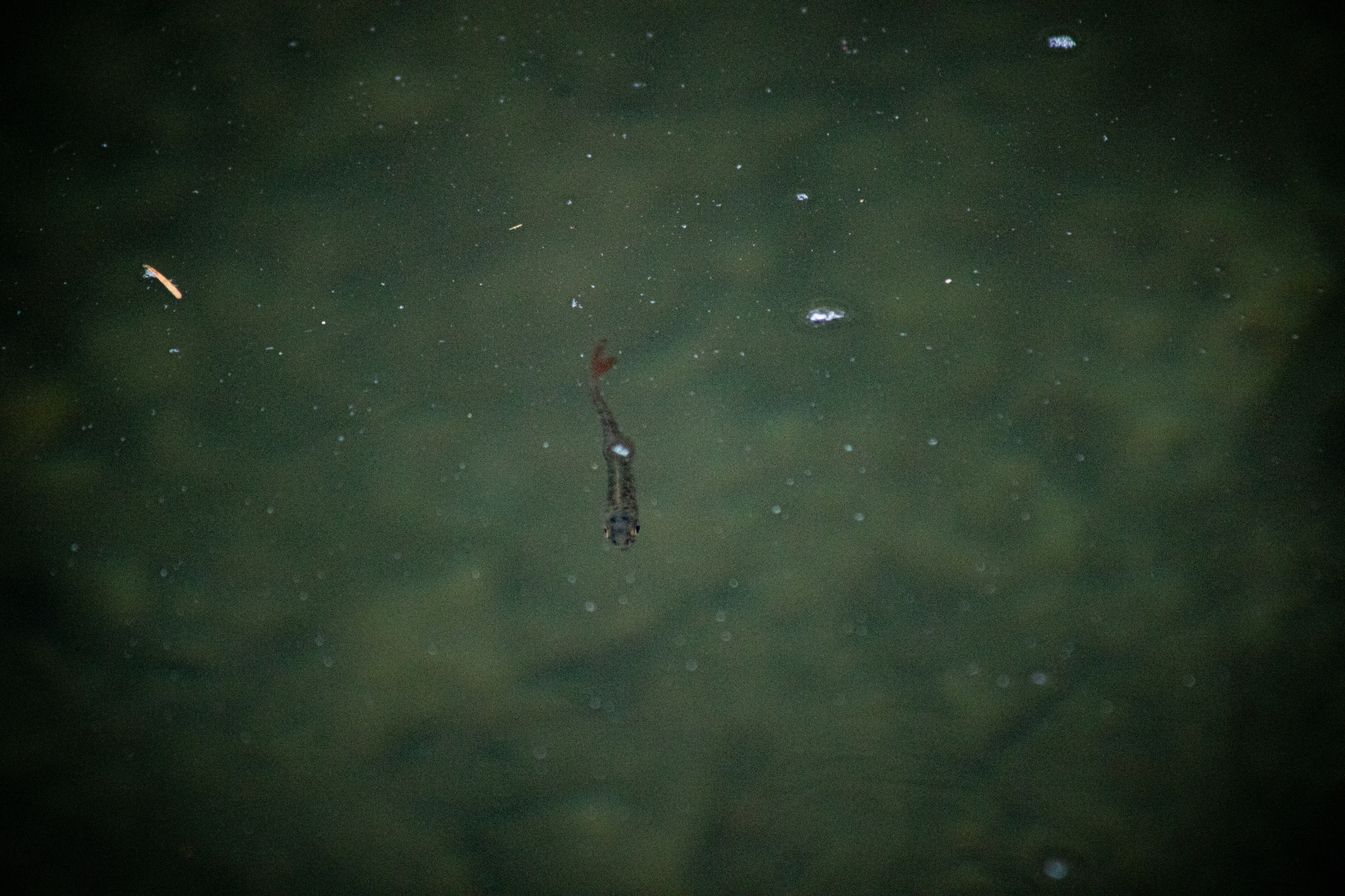 wild-coho-fry-1-scaled